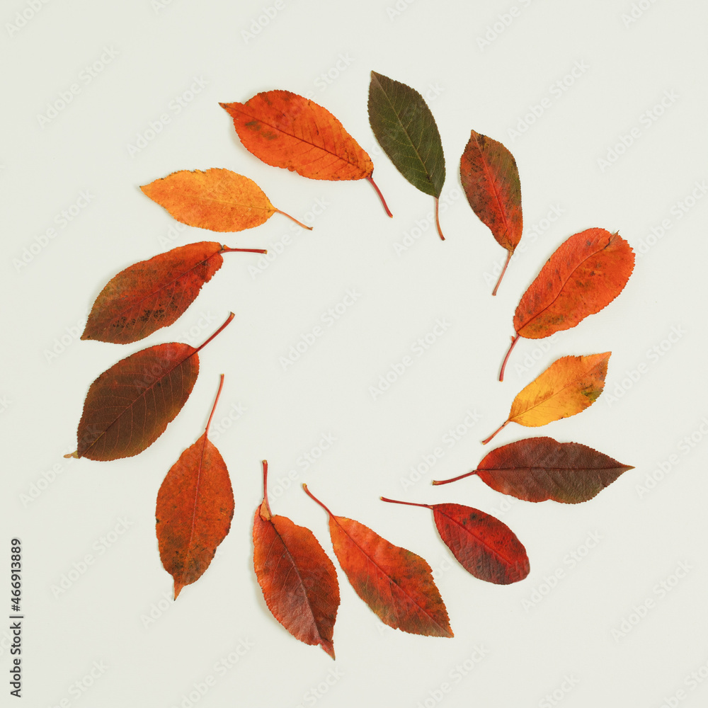 Fototapeta premium Red, brown, green, yellow and red leaves lay dowm in a circle on white background. Flat lay composition with copy space, autumn decoration concept