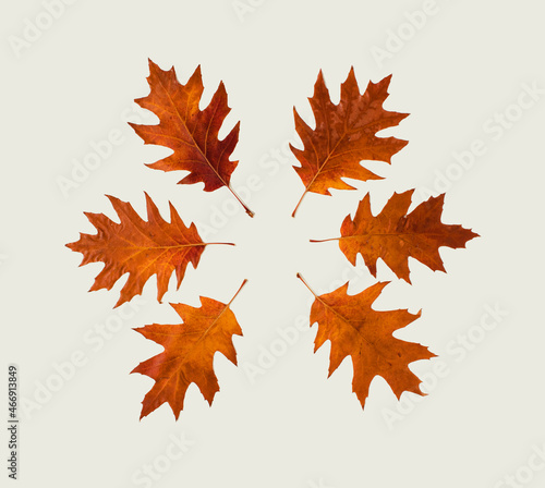 Brown leaves lay dowm in a circle on white background, flat lay autumn decoration concept