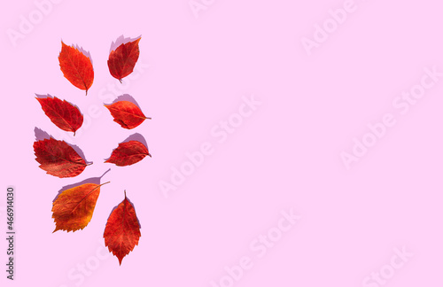 Red leaves lay dowm in on pastel pink background. Flat lay banner composition with copy space, autumn decoration concept