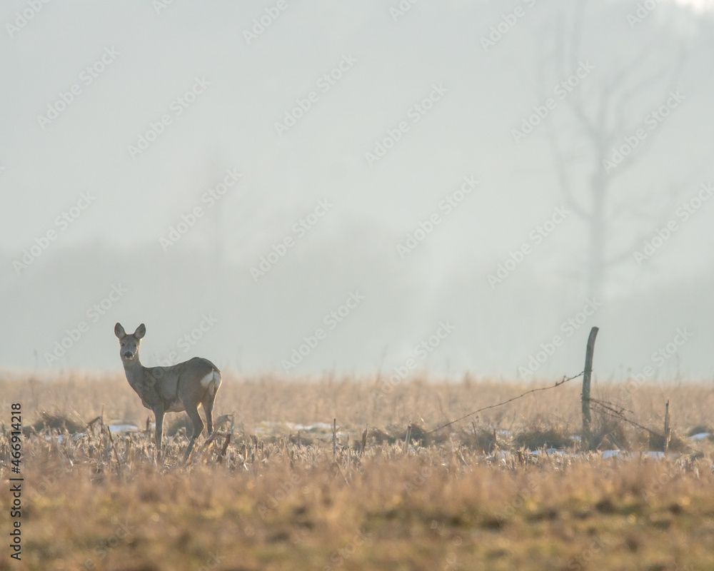 Dzikie zwierzęta w naturalnym srodowisku