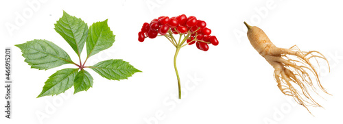 Ginseng plant isolated on white background. Medical wild ginseng root. © Valentina R.