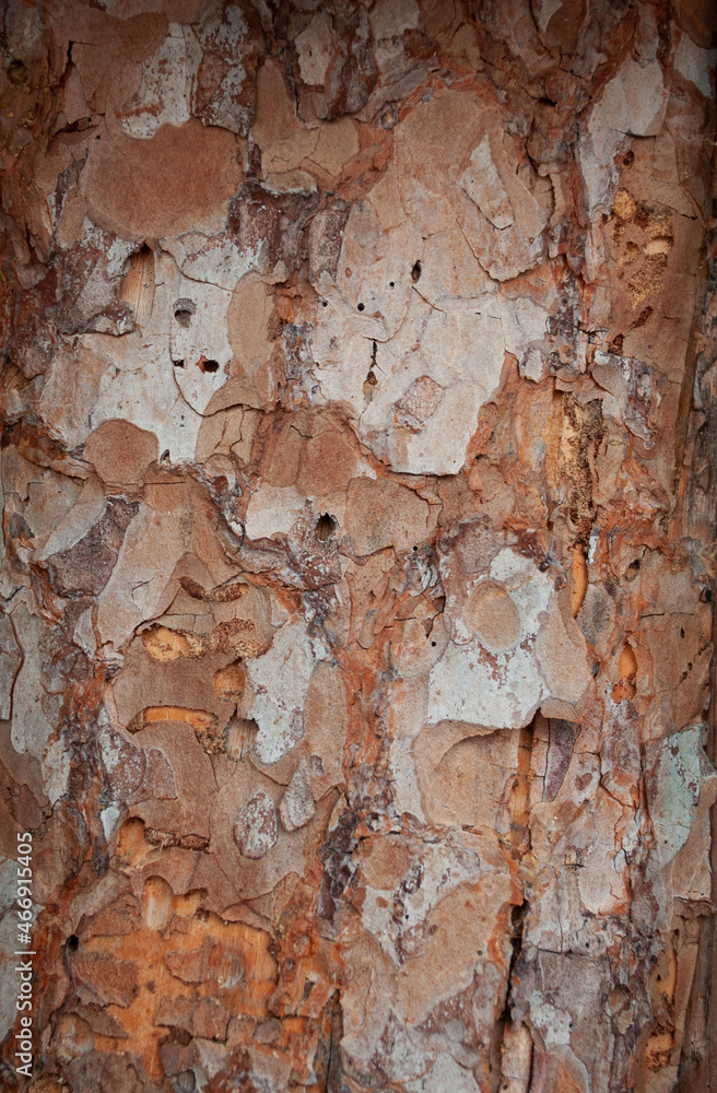 cracked bark of an old tree cracked bark of an old tree