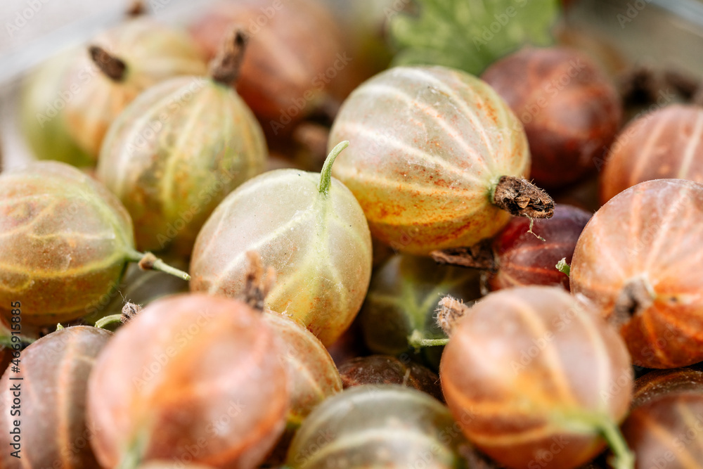 Gooseberry Harvest, a crop of ripe gooseberries. Berries of red gooseberry close-up Gooseberry Harvest, a crop of ripe gooseberries. Berries of red gooseberry close-up