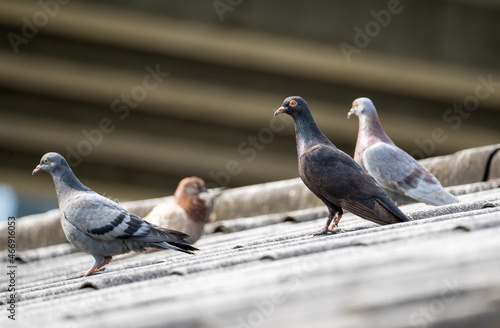 Pigeons on the roof