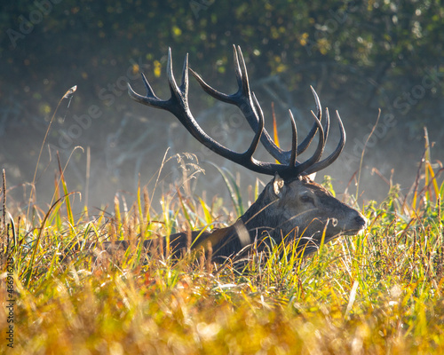 Jeleń byk w czasie rykowiska © Michał Kurzątkowski