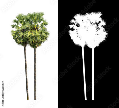  Sugar palm isolated on white background with clipping path and alpha channel photo