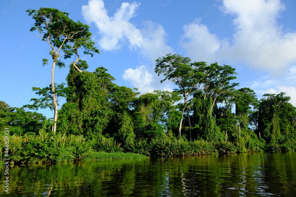 Costa Rica Tortuguero National Park - Parque Nacional Tortuguero - Shore of lagoon rivers