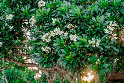 A flowering frangipani tree. Beautiful Asia. Tourist destination Bali Indonesia