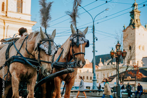 Two beautiful brown horses in the streets of Lviv, Ukraine. Tourist carriage waiting for passengers on the streets in historic city center.
