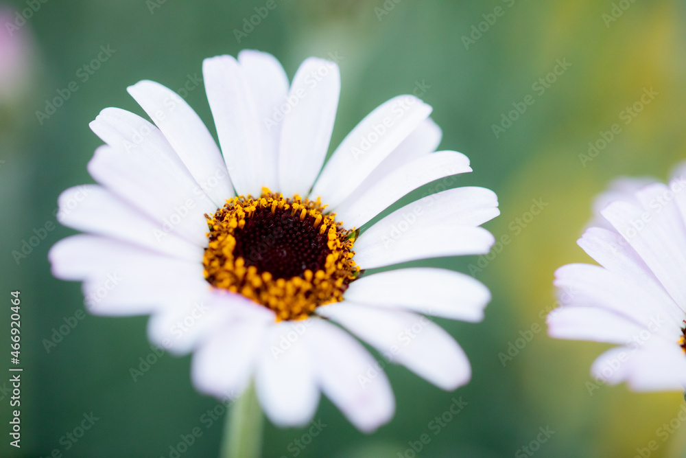 Obraz premium ローゼンセマム