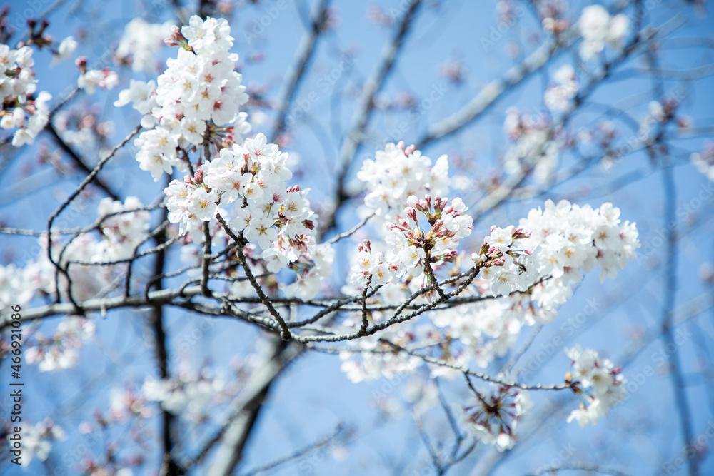 桜 桜