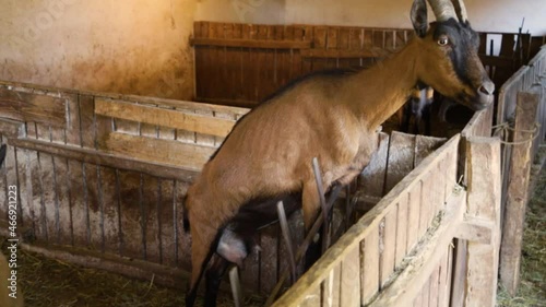 Goats on the farm