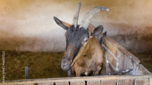 A curious goat looks into the camera lens