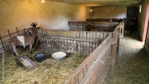 Goats feeding in the stables