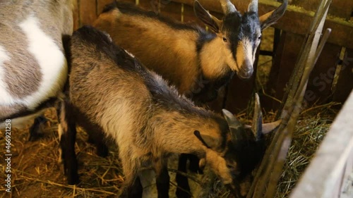 Two baby goats eat hay in the barn