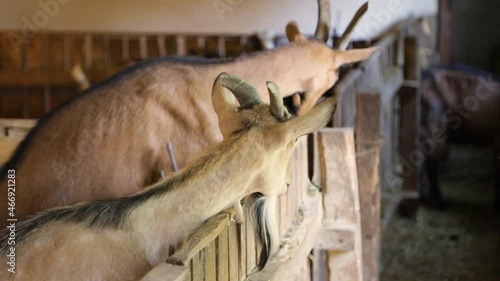 Two goats on a fence in a barn