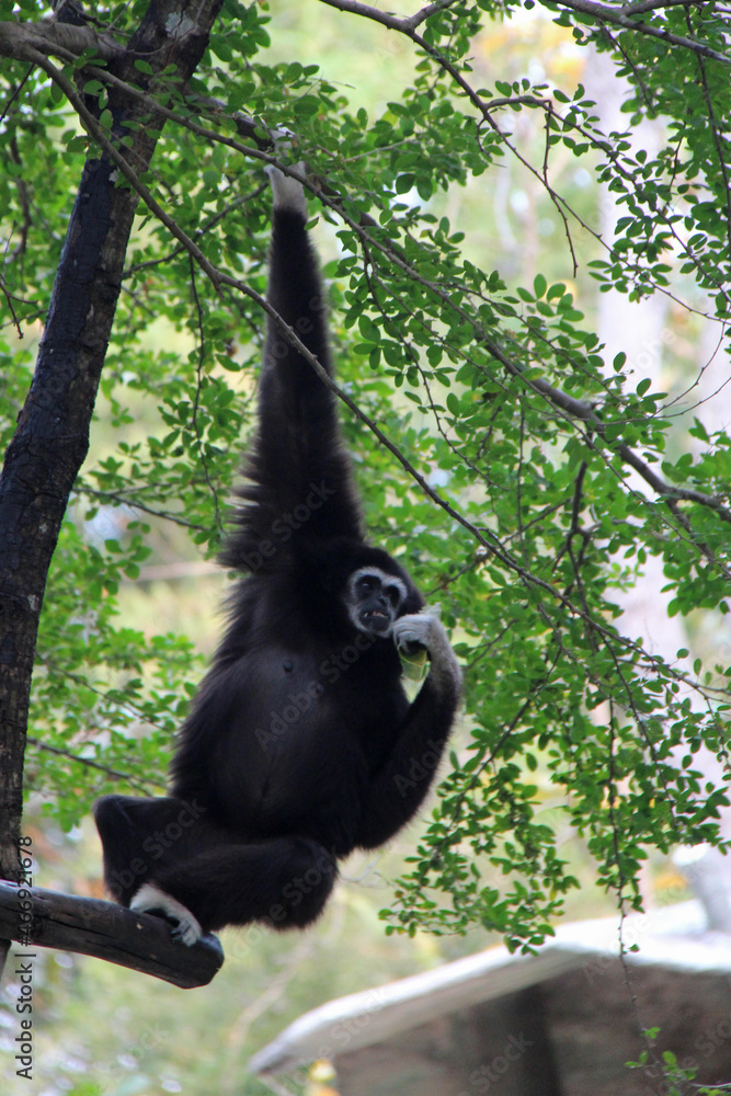 in a zoo in chiang mai (thailand) in a zoo in chiang mai (thailand)
