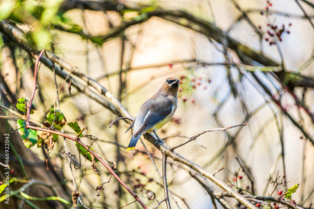 Cedar Waxwing bird on a branch Cedar Waxwing bird on a branch