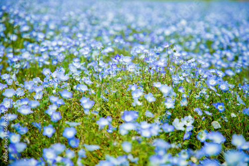 Nemophila