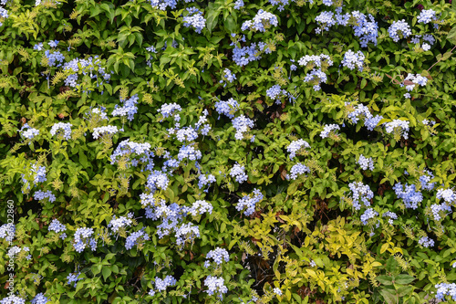 Close-up of a flowering plant of plumbago with blue flowers in summer, Liguria, Italy