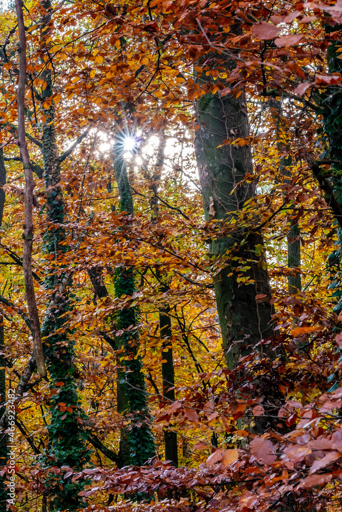 Fototapeta premium Sun rays shine through trees in bright autumn colors