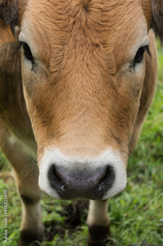 portrait of a cow © lurialur