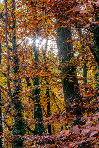 Sun rays shine through trees in bright autumn colors