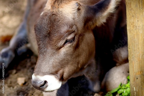 Close up cattle, cute cow portrait