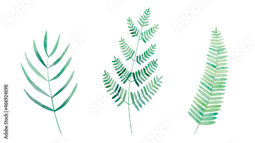Watercolor isolated botanical set of trendy greenery: fern, weeping podocarpus. Hand drawn green branches cliparts on white background for prints, textile, wedding, wallpapers.