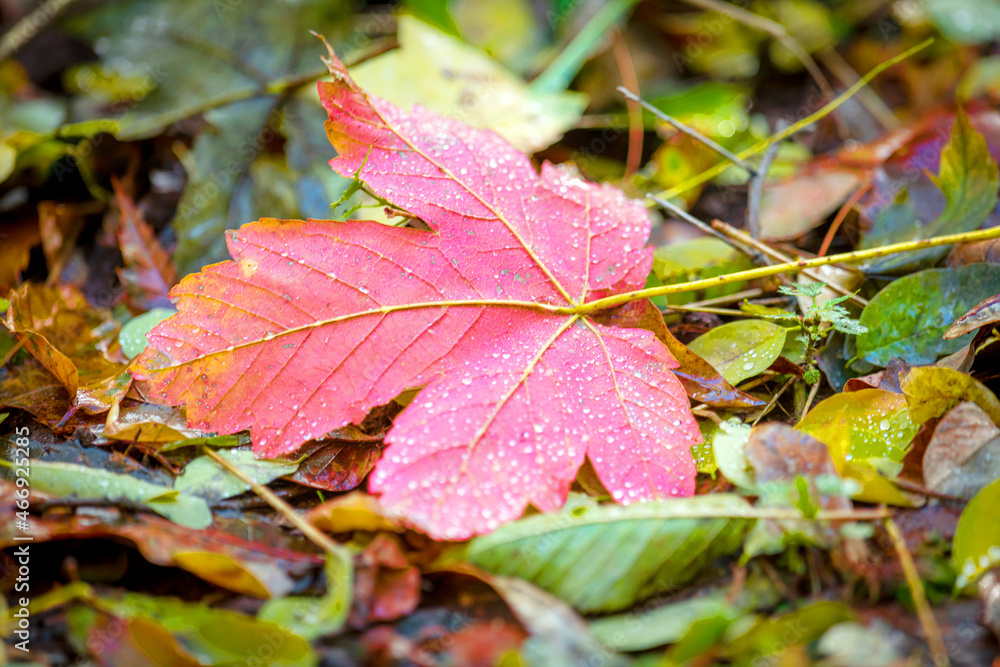 a red maple leaf lies between autumn leaves a red maple leaf lies between autumn leaves