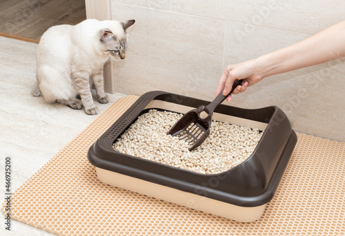 female hand cleaning cat litter box with shovel at home. Cleanliness and hygiene concept