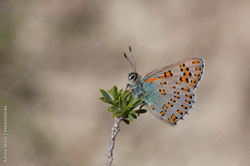 Obraz premium large spotted butterfly clinging to a green leafy grass, Tomares dobrogensis