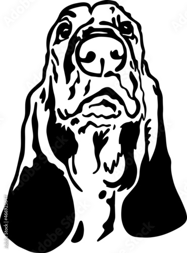 Black Basset Hound Vector Illustration set on white background. Perfect for any BassetHound and Dog project or theme. Suitable for web design, print, Perfectly suited for traditional media and web. Gr