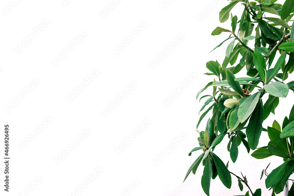 Schefflera Arboricola plant (Umbrella Plant) on white background.