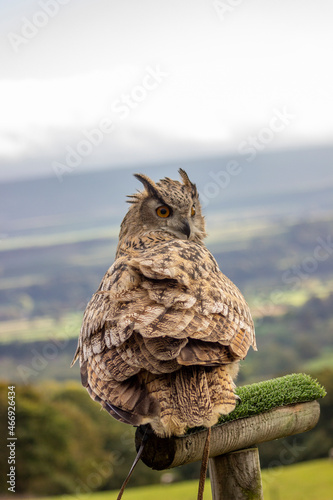 Owl at Castle Bolton