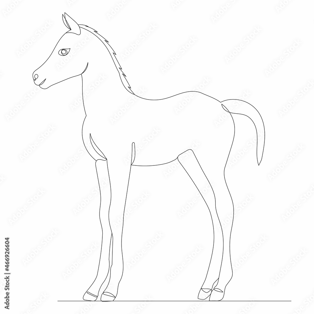 foal line drawing sketch, isolated