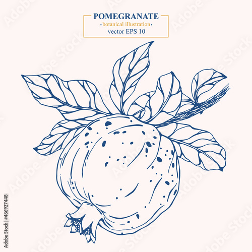 Vector hand darwn pomegranate isolated on white background. Eps 10. Line-art botanical illustration