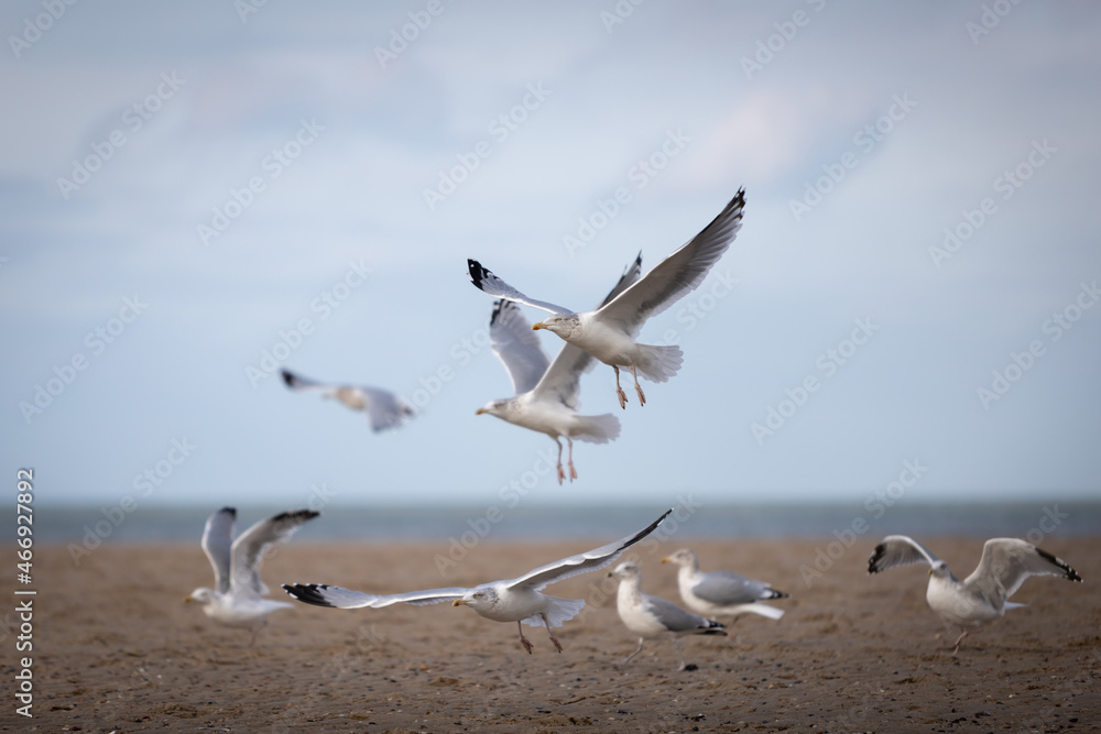 flying seagulls at the ocean beach flying seagulls at the ocean beach
