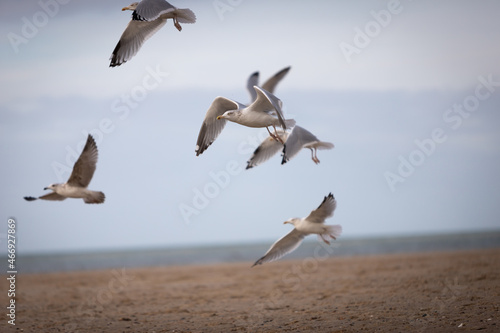 flying seagulls at the ocean beach