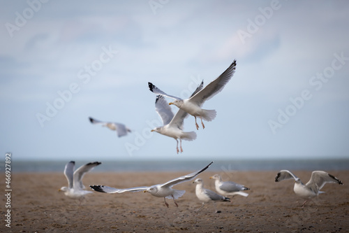 flying seagulls at the ocean beach