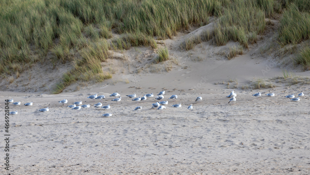 resting seagulls at the ocean beach, grass on dune resting seagulls at the ocean beach, grass on dune