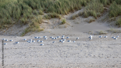 resting seagulls at the ocean beach, grass on dune © Stockhausen