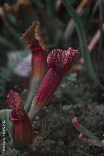Selective of the purple pitcher (Sarracenia purpurea) plants in the garden in Iasi, Romania photo