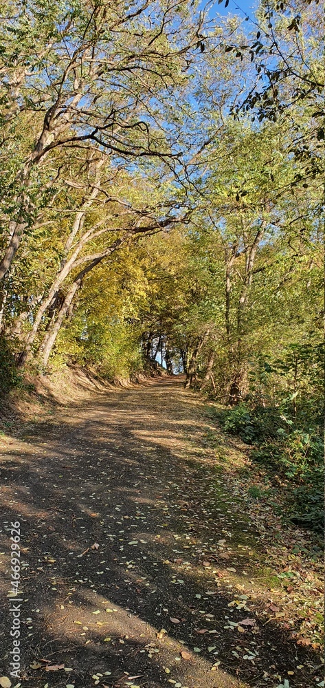 Unkel Germany November 2021 a country lane at golden hour in the forest in beautiful autumn weather with blue sky Unkel Germany November 2021 a country lane at golden hour in the forest in beautiful autumn weather with blue sky