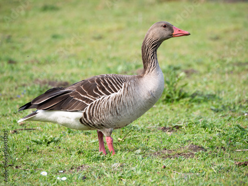 Graylag goose, Anser anser, side view of goose standing in grass, Netherlands