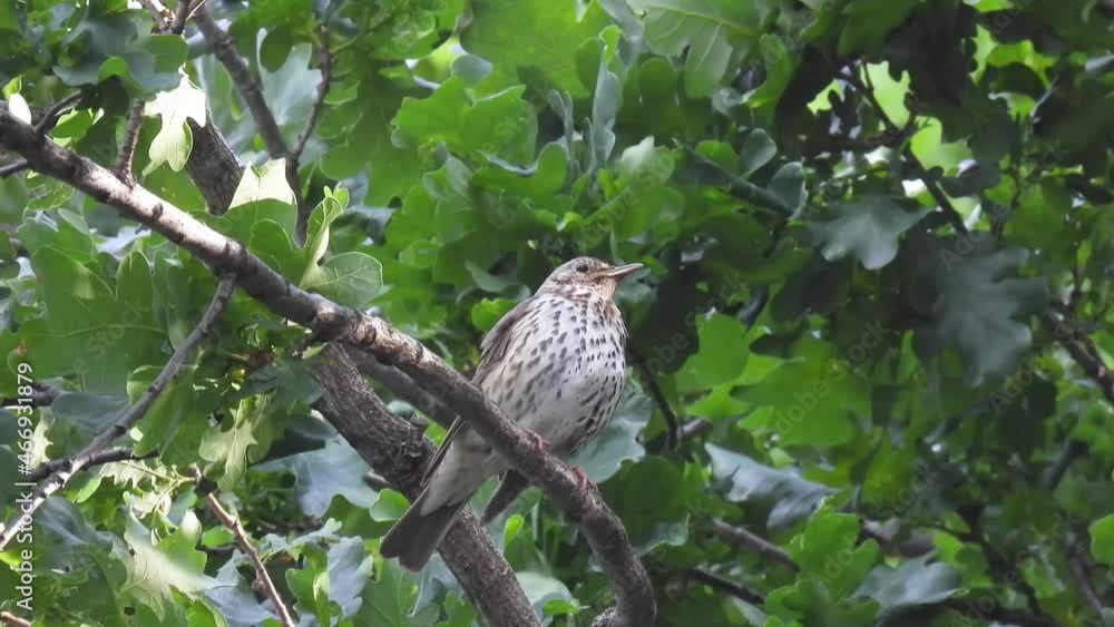 close-up song thrush (turdus philomelos) sits on a tree branch and sings in the forest. natural sound close-up song thrush (turdus philomelos) sits on a tree branch and sings in the forest. natural sound