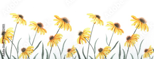 Rudbeckia, yellow daisies in the field. Hand-drawn watercolor illustration isolated on a white background. Seamless border, textile pattern
