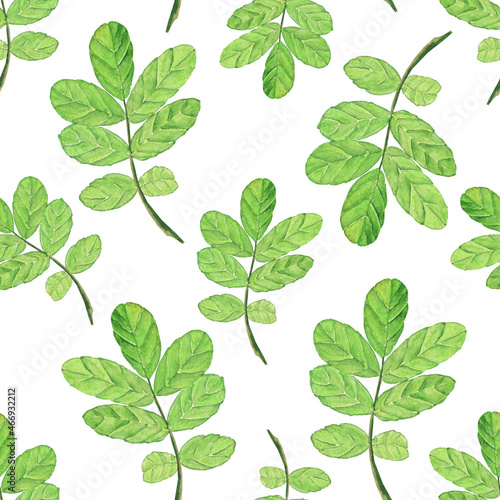 Seamless pattern of green leaf rose hip on white background. Watercolor hand drawing illustration. Perfect for textile, wallpaper.