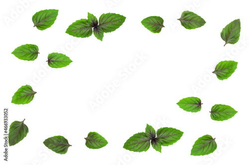 Frame or border made from fresh green with purple leaves of basil on white background. Aromatic herb for seasonings.