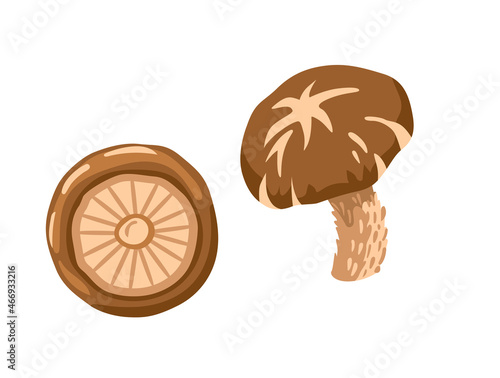 Fresh Shiitake mushrooms. Asian cuisine ingredient, edible fungus. Healthy vegetarian food. Flat hand drawn vector cartoon illustration for recipe, menu, label, product packaging.